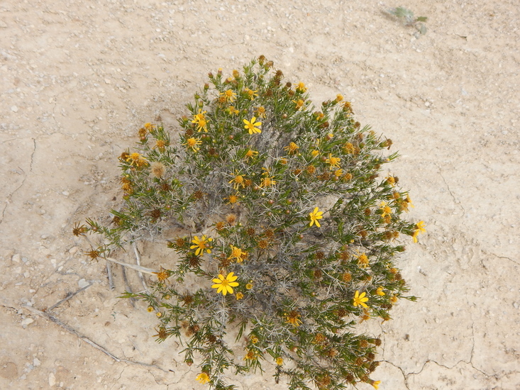 Image of pricklyleaf dogweed