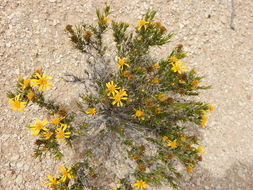 Image of pricklyleaf dogweed