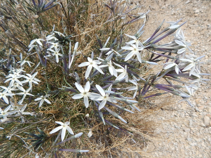 Imagem de Amsonia longiflora Torr.