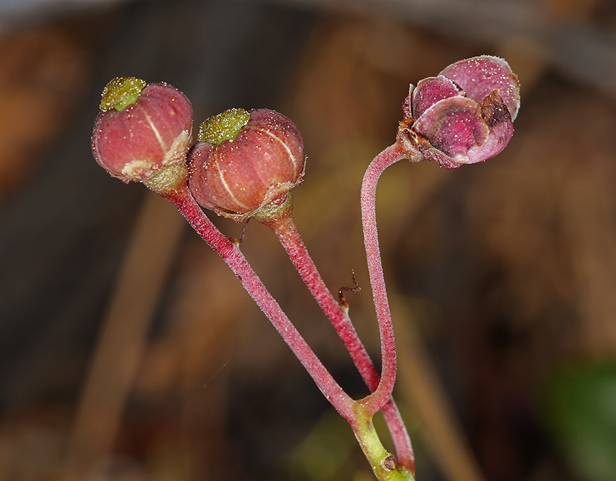 Image of pipsissewa