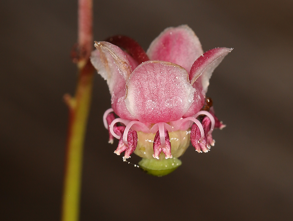 Image of pipsissewa