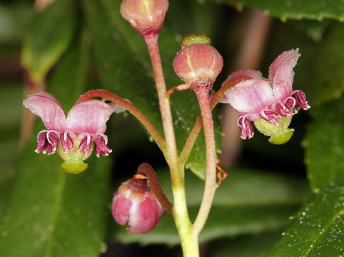 Image of pipsissewa