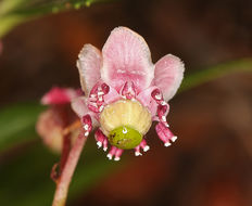 Image of pipsissewa