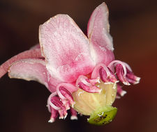 Image of pipsissewa