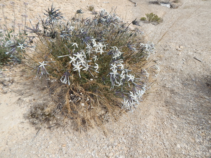 Imagem de Amsonia longiflora Torr.