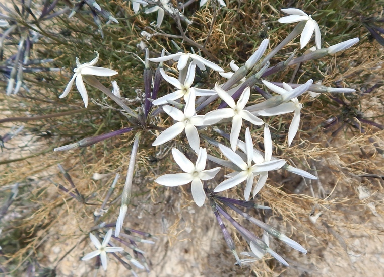 Imagem de Amsonia longiflora Torr.