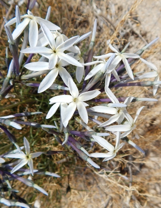 Imagem de Amsonia longiflora Torr.