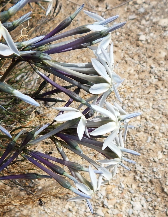 Imagem de Amsonia longiflora Torr.