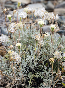 Image of Shasta chaenactis