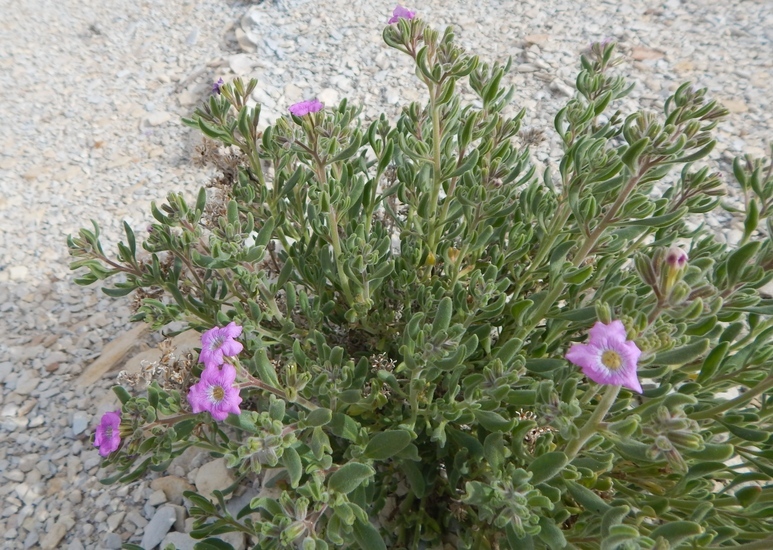 Image of Havard's fiddleleaf