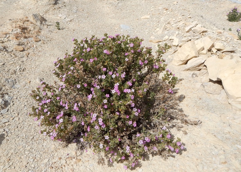 Image of Havard's fiddleleaf