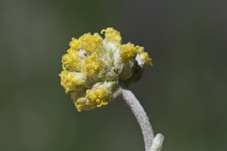 Image of <i>Sphaeromeria capitata</i>