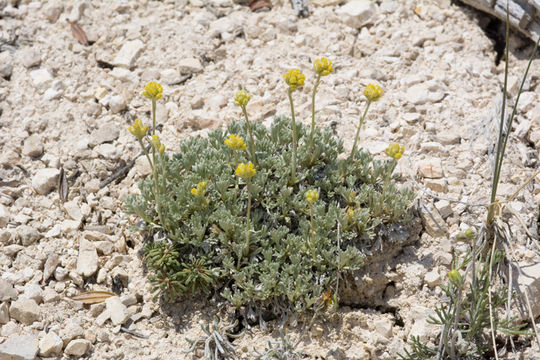 Image of <i>Sphaeromeria capitata</i>