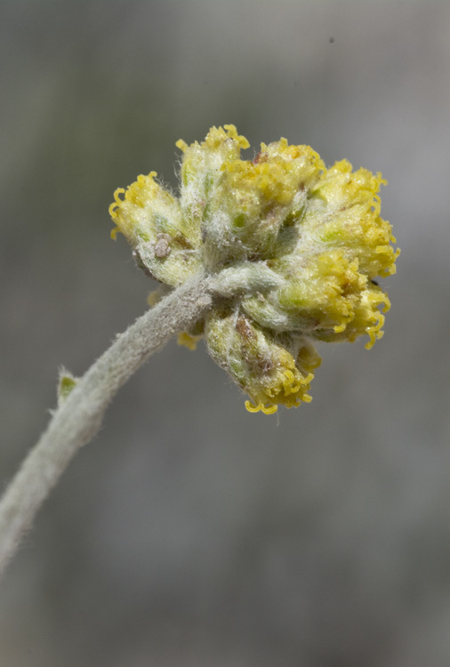 Image of <i>Sphaeromeria capitata</i>