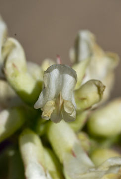 صورة Astragalus pomonensis M. E. Jones