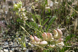 صورة Astragalus pomonensis M. E. Jones