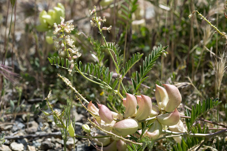 Sivun Astragalus pomonensis M. E. Jones kuva