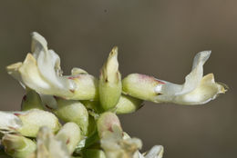 صورة Astragalus pomonensis M. E. Jones