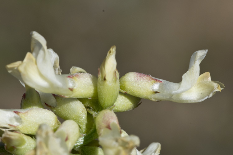 Imagem de Astragalus pomonensis M. E. Jones
