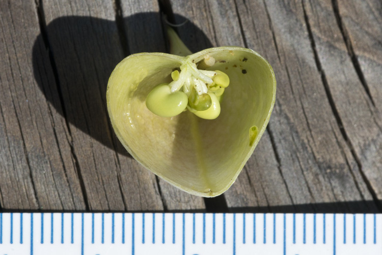 Imagem de Astragalus pomonensis M. E. Jones