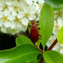 Image of Cardinal Beetle