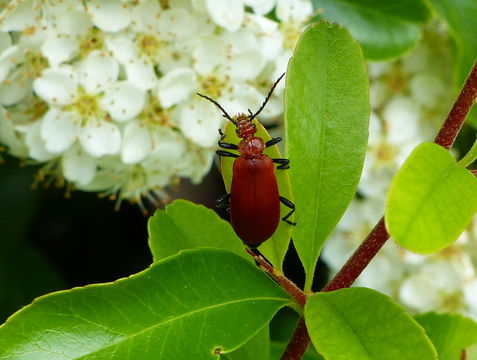 Image of Cardinal Beetle