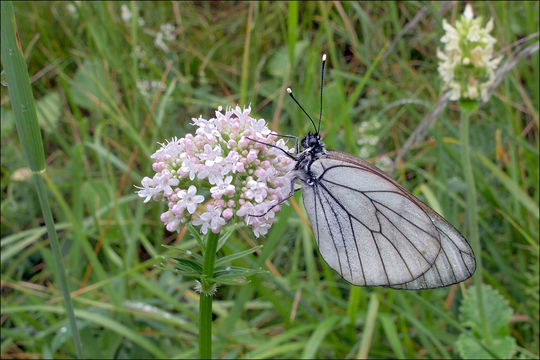 Image of Black-veined White