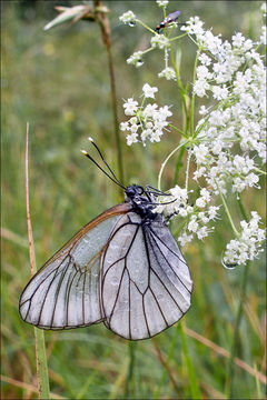 Image of Black-veined White