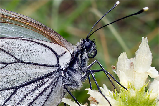 Image of Black-veined White