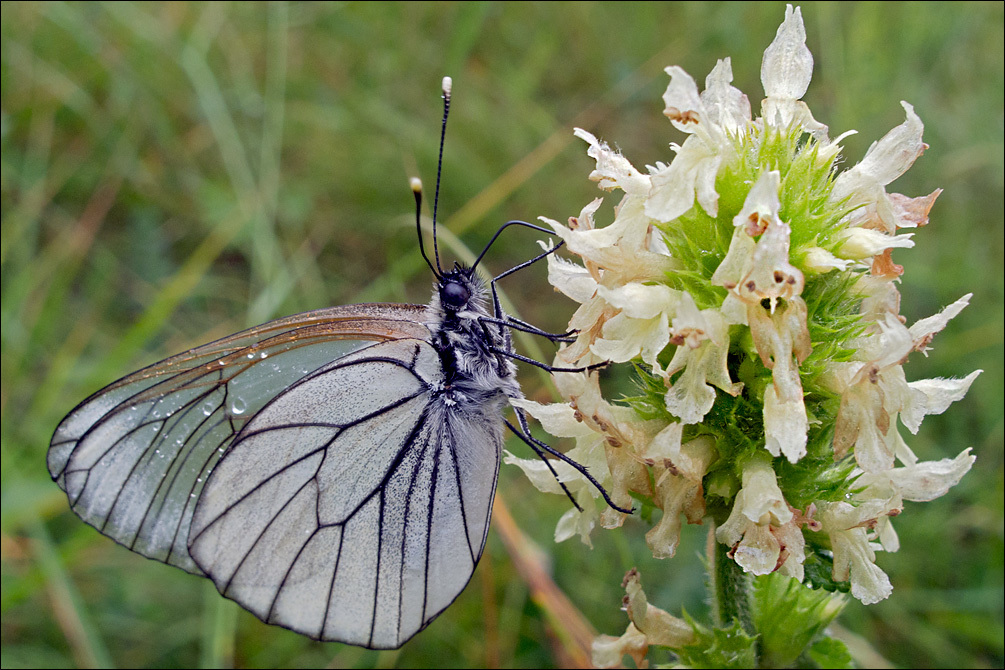 Image of Black-veined White