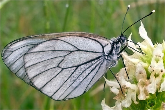 Image of Black-veined White