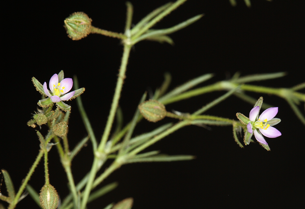 Image of red sandspurry