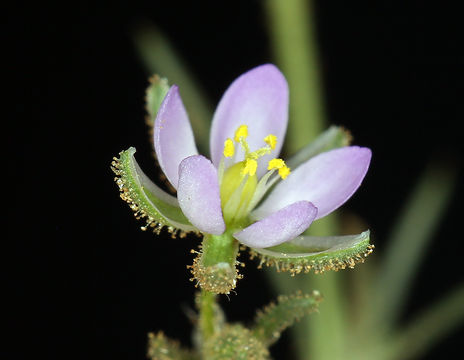 Image of red sandspurry