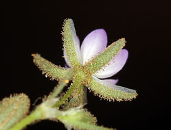 Image of red sandspurry