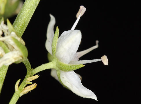 Image of whitestem frasera