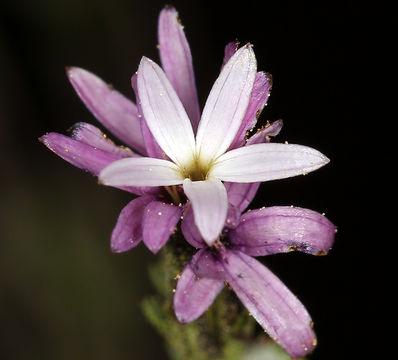 Plancia ëd Lessingia nemaclada Greene