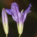 Image of <i>Brodiaea rosea</i>
