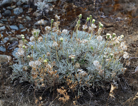 Image of Shasta chaenactis