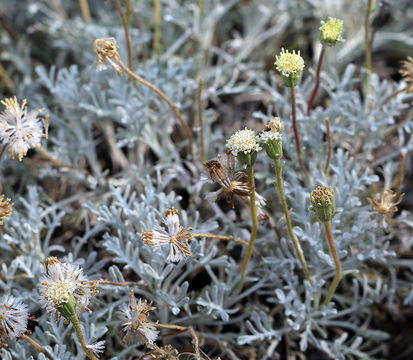 Image of Shasta chaenactis