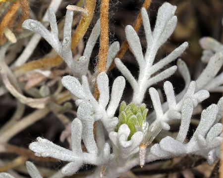 Image of Shasta chaenactis