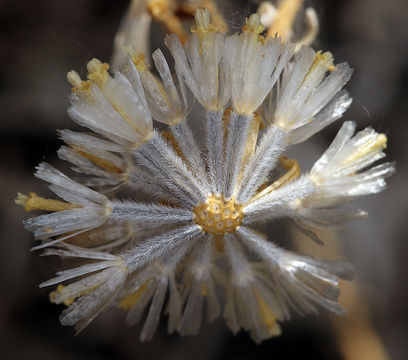 Image of Shasta chaenactis