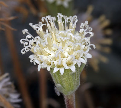 Image of Shasta chaenactis