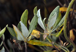 Image of sulphur-flower buckwheat