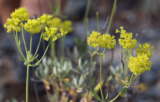 Image of sulphur-flower buckwheat