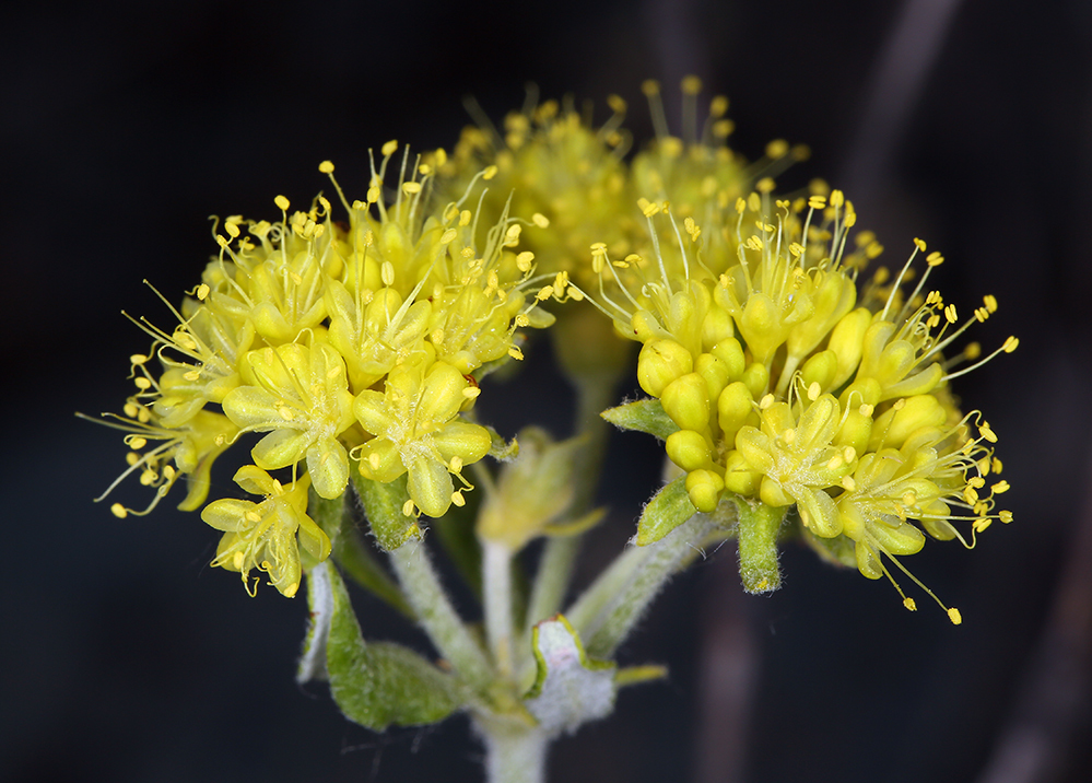 Image of sulphur-flower buckwheat