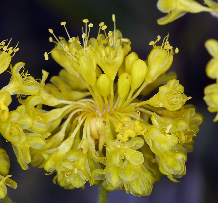 Imagem de Eriogonum umbellatum var. speciosum (Drew) S. Stokes