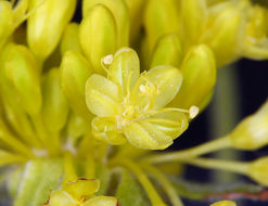 Image of sulphur-flower buckwheat