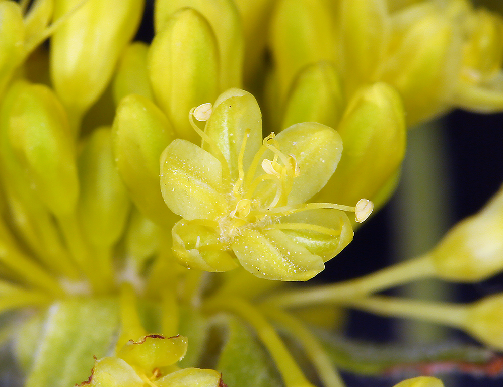 Imagem de Eriogonum umbellatum var. speciosum (Drew) S. Stokes