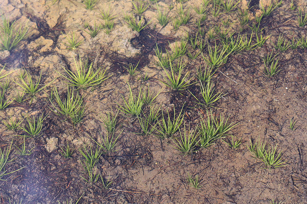 Image of Flett's Quillwort