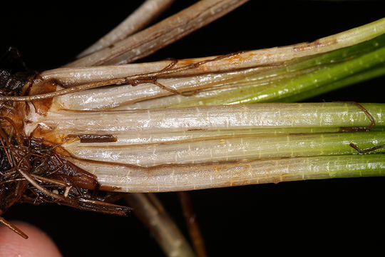 Image of Flett's Quillwort